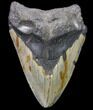 Bargain, Fossil Megalodon Tooth - North Carolina #80084-1